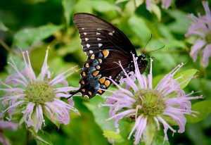 What’s Blooming at the WVBG?